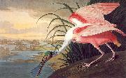 Roseate Spoonbill